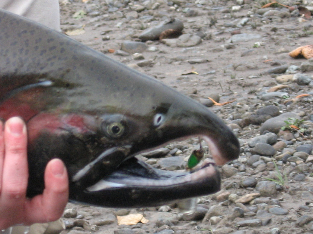 River Silver salmon with blue fox