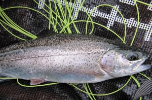 Bellingham lake rainbow trout
