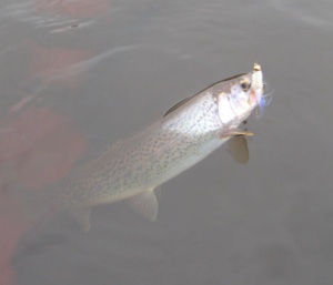 squalicum Rainbow trout on fly