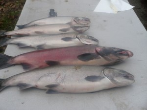 Skagit river silver salmon