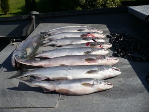 Skagit silver salmon2